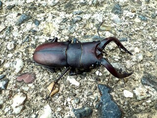 ノコギリクワガタ