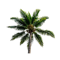  Blue agave, aloe vera plant on white or transparent background