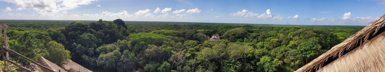 Tropical Jungle Panorama From Top