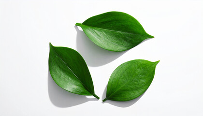 Obraz premium Three green leaves arranged in a circular pattern on a white background nature plant
