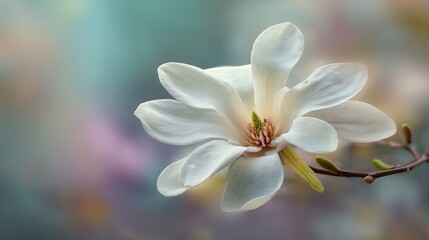 Fototapeta premium Soft focus white magnolia flower with delicate petals blooming in spring