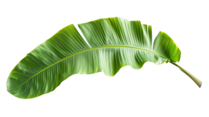 Banana palm leaf isolate on transparency background