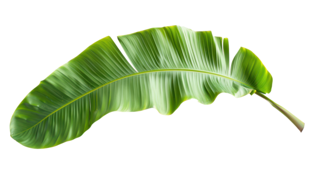 Banana palm leaf isolate on transparency background