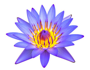 Vibrant purple-blue lotus flower, detailed close-up
