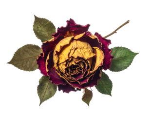 Dried rose with faded yellow-maroon petals, and dark green leaves