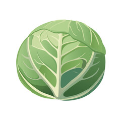 Vector cabbage top view, layered green leaves, flat simple design, isolated