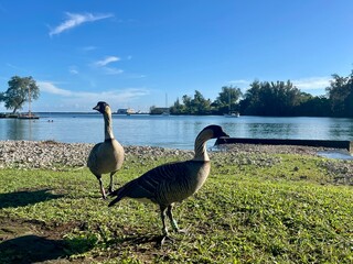 Hawaiian Nēnē Geese by Ocean Shore”