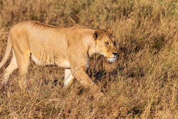 Telephoto of a female lion -Panthera Leo- in the Serengeti, Tanzania