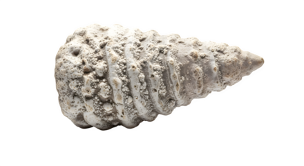 Fossilized turritella seashell isolated on transparent background, showcasing the intricate spiral structure and ancient history preserved in stone formation