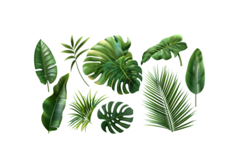 set of tropical leaves like monstera, palm, banana leaf, vivid c