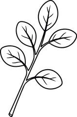 Vector Moringa plant branch leaves illustration silhouette design