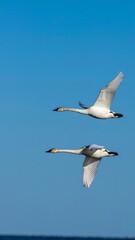 Two swans soaring in a vibrant blue sky