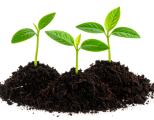 Three young sprouts emerge from dark rich soil