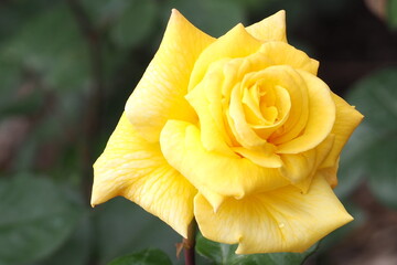 植物　６月の花