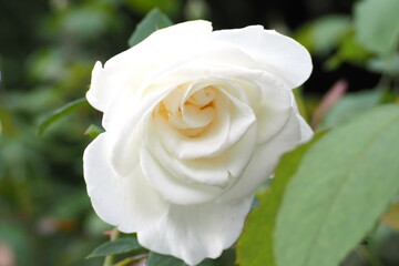 植物　６月の花