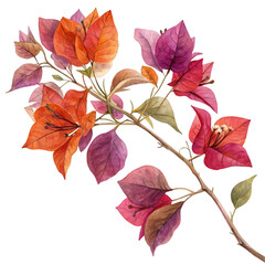 Fototapeta premium Watercolor Painting of Orange and Red Bougainvillea Flowers and Leaves floral plant isolated on a transparent background