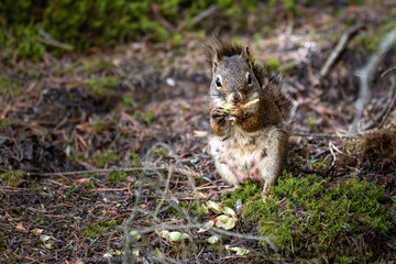 Fototapete bei efototapeten.de bestellen   