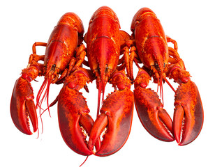 Three vibrant red lobsters, close-up, top view