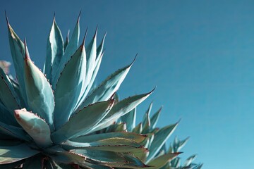 Obraz premium Close-up agave plant against vibrant blue sky