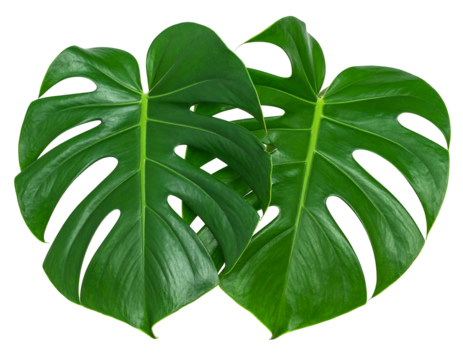 Two vibrant, deep green monstera leaves,  overlapping, display intricate,  detailed,  and  unique  veining