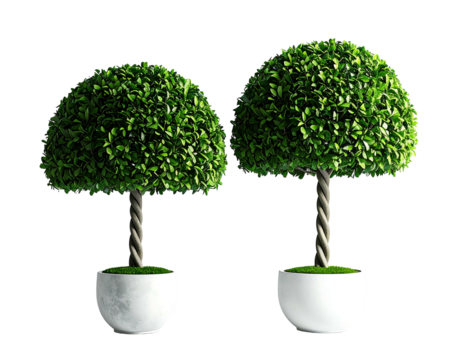 Two topiary trees in white pots