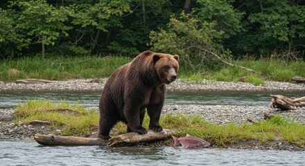 Large grizzly bear standing on log over riverbank