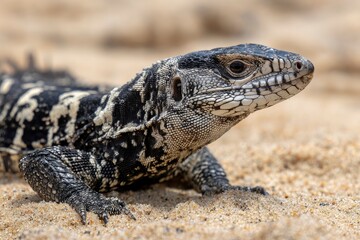 Fototapeta premium A black and white tegu lizard lies on tan sand scales prominent and detailed