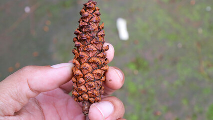 Hand Holding a Brown Pine Cone