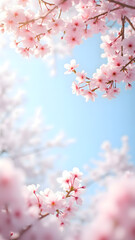 Sakura Blossom in Spring Garden 9