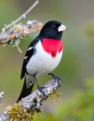 Close-up of a bird with vibrant red breast perched on a branch