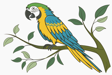 blue and yellow macaw