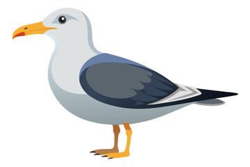 seagull isolated on white