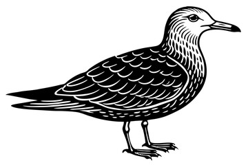 Obraz premium hand drawn illustration of a sea gull