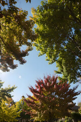 Obraz premium Golden Autumn Path in Forest Park 15