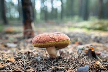 Mushroom Boletus edulis grows on ground among fallen dry needles illuminated by soft daylight. Closeup of edible fungi porcini in woodland, bottom view. Penny bun fungus. 