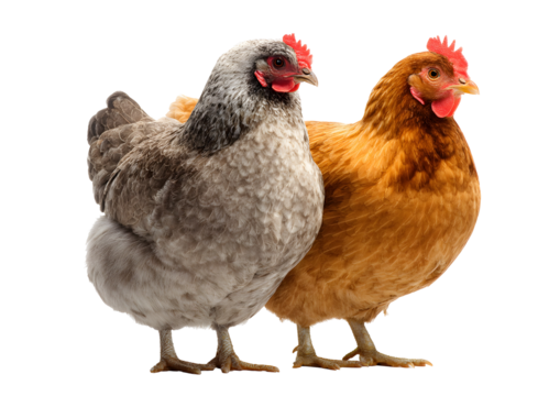 Backyard Chickens Pecking Food Transparent Background