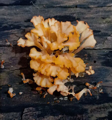 Close Up of Orange Wood Fungus