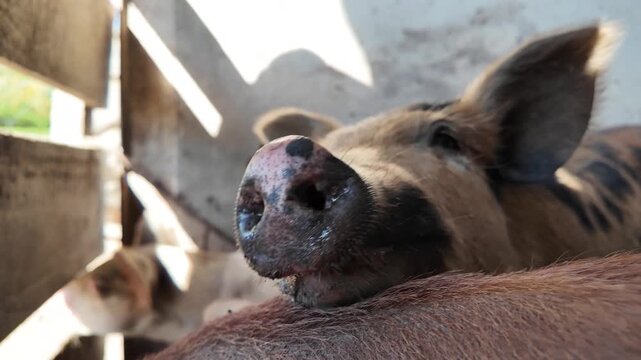 playful innocence of young pig with a pink snout peeking through the sunlit slats of a wooden fence.
