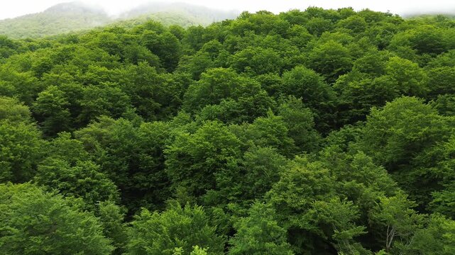 Aerial of Biogradska Gora National Park lush green dense forest trees