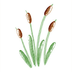 cattail plant live in the river vector