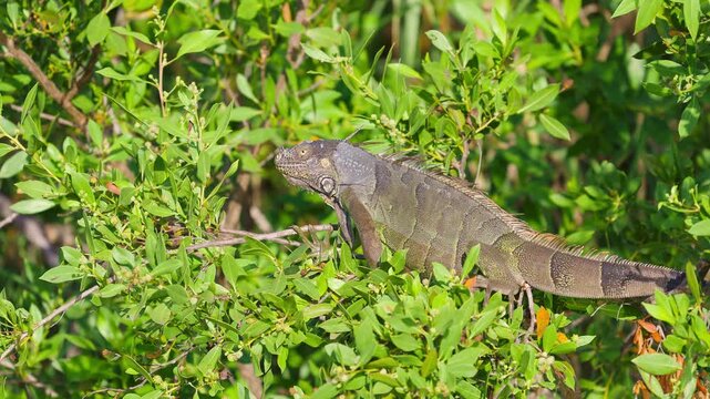 Iguana Lizard in Tree with Mosquitoes Flying Around Head