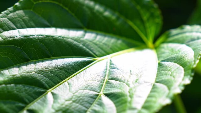 Close-up of a vibrant green leaf (2)