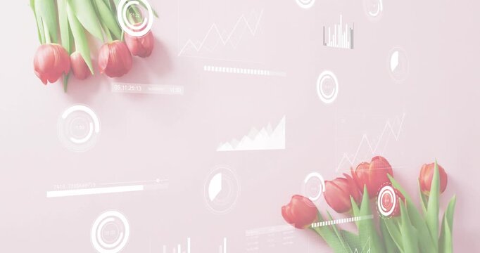 On start red tulip clusters lying, translucent charts sliding and rotating around visualizing data