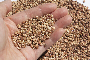 It is a sorghum that is placed in the hand.