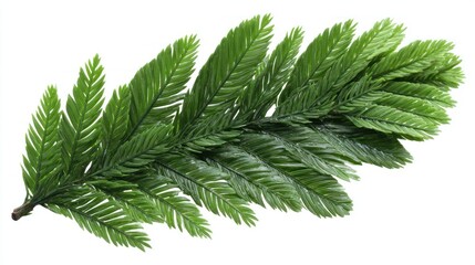 Vibrant green fir branch with delicate needles against a clean white background, perfect for festive design.