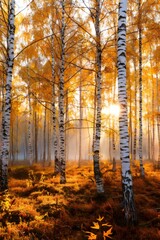 Fototapeta premium Golden autumn sunlight shining through birch forest trees