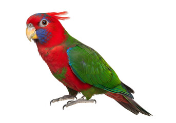 Vibrant parrot, showcasing striking red, green, and blue plumage, against a stark black background.