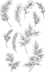 Elegant botanical illustrations of various plant branches and floral elements 1.