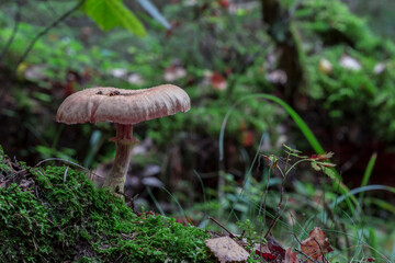 milk mushrooms on a stump. macro photo of a mushroom growing in the forest with a blurred background. screensaver. free space. close-up.