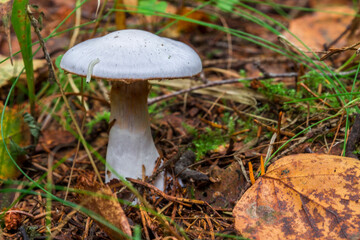 Cortinarius mushroom.. macro photo of a mushroom growing in the forest with a blurred background. screensaver. free space. close-up.